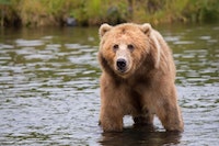 Brooks Falls Brown Bears: Katmai National Park, Alaska
