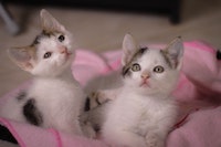 Kitten Rescue Sanctuary 