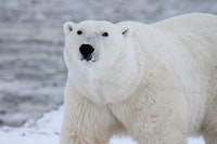 Polar Bears International: Wapusk National Park, Manitoba, Canada